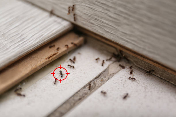Best Best Pest Control Companies  in Elgin, OR